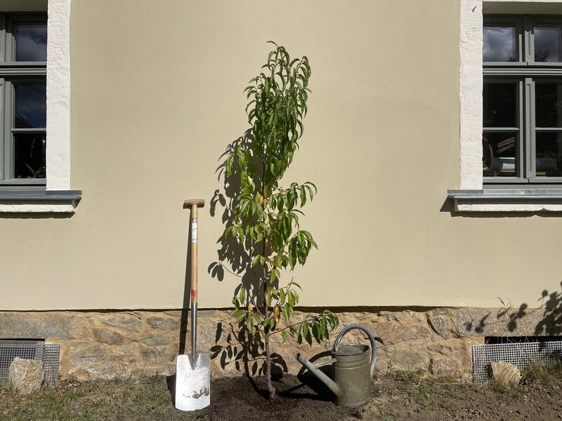 Neu gepflanzter Pfirsichbaum mit Spaten und Gießkanne vor der Hauswand